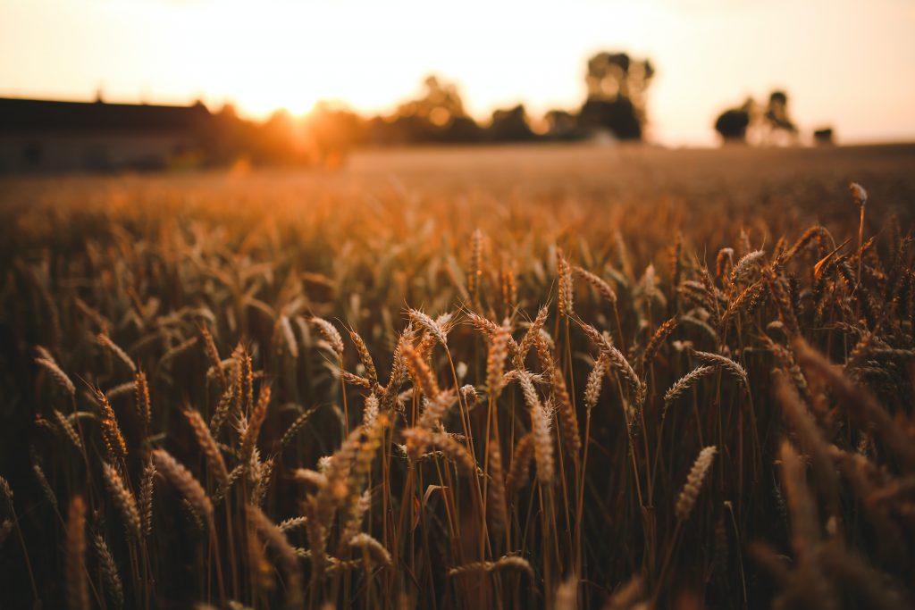 campo di grano